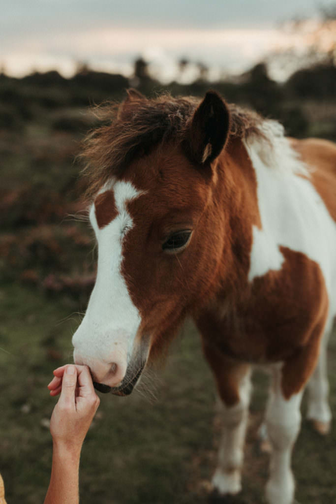 family photographer devon shoot hand stroking nussle of wild horse