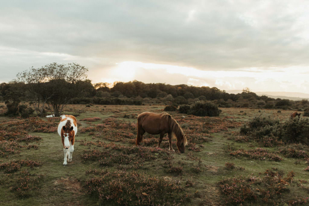 family photographer devon shoot Two Wild horses on Dartmoor National Park