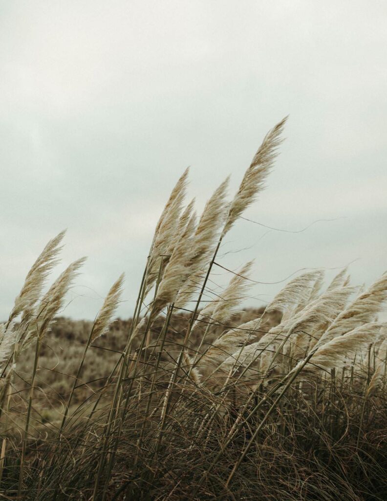 Pampas grass at Holywell Bay in North Cornwall