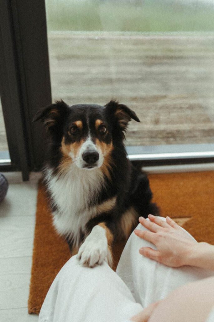 A dog lifting it's paw onto it's owners lap